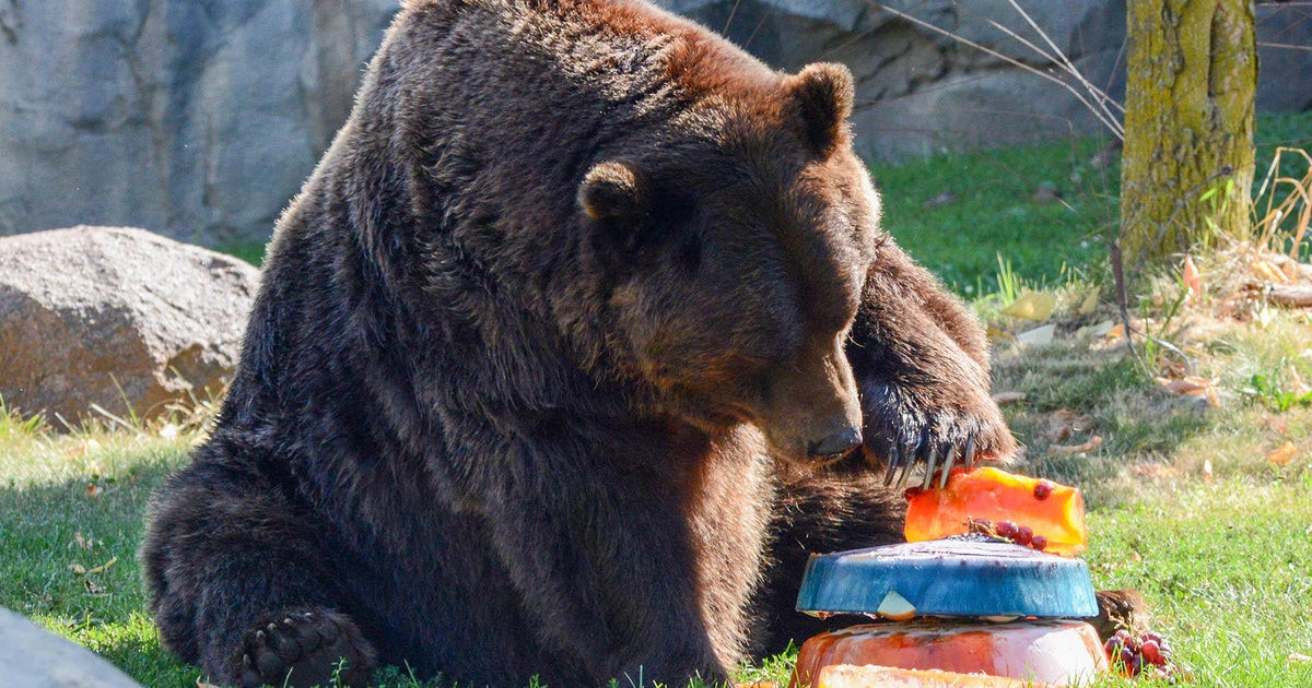 Bear down! Brookfield Zoo celebrates the start of the Chicago Bears