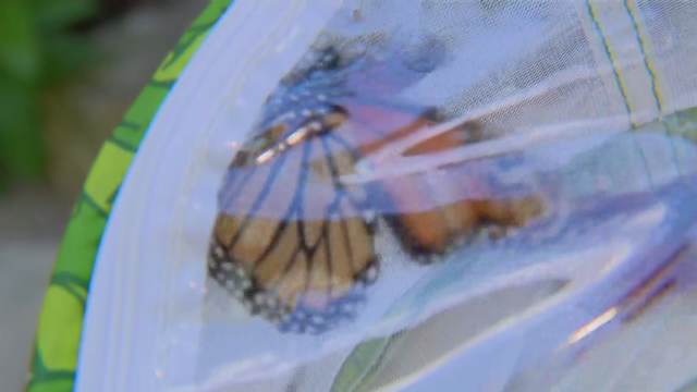 monarch-butterflies.png 
