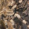 Tarantula mating season begins soon. Spiders can be spotted in these 5 states