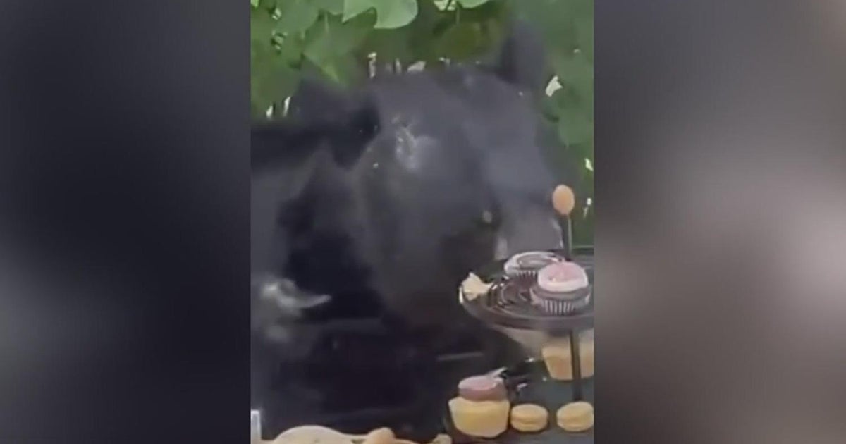 Bear interrupts birthday party, snacks on cupcakes