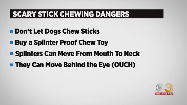 cbs3-pet-project-why-a-stick-can-hurt-your-dog-severely-2.jpg 