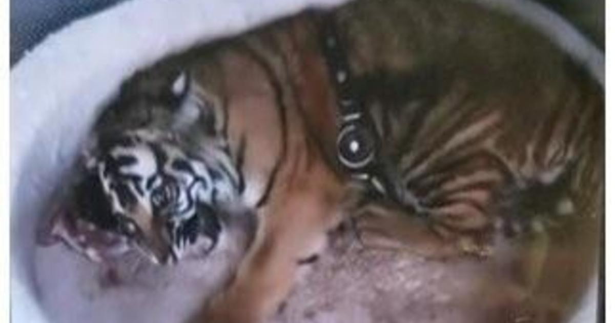 Alligator, 17 guns, drugs and cash seized during New Mexico arrest — but tiger is missing