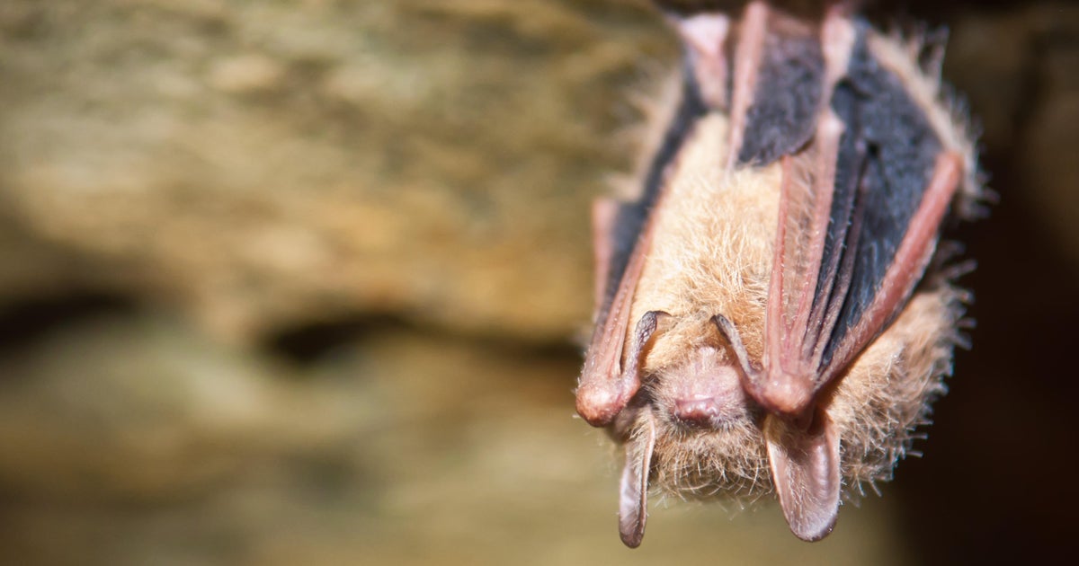 Fungal outbreak threatens tricolored bat with extinction - CBS Detroit