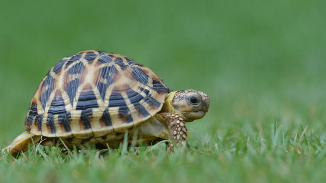 Turtle crawling on grass 