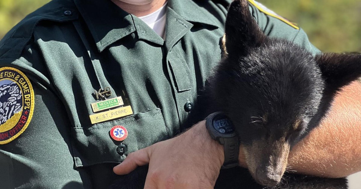 Bear cub rescued after mother killed by car in New Hampshire CBS Boston