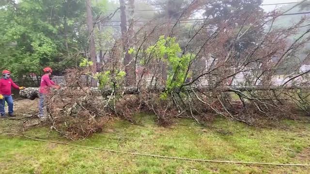 Crews take down a pine tree on Long Island that was destroyed by southern pine beetles. 