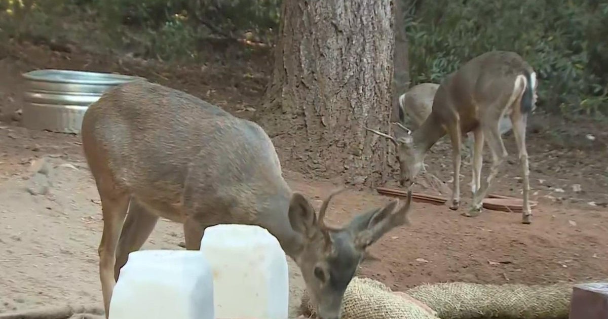 Mosquito Fire: Man stays behind to feed deer and protect home from looters