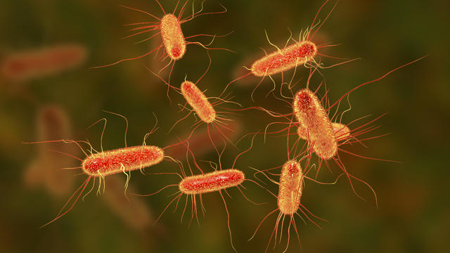 E coli bacteria, illustration 
