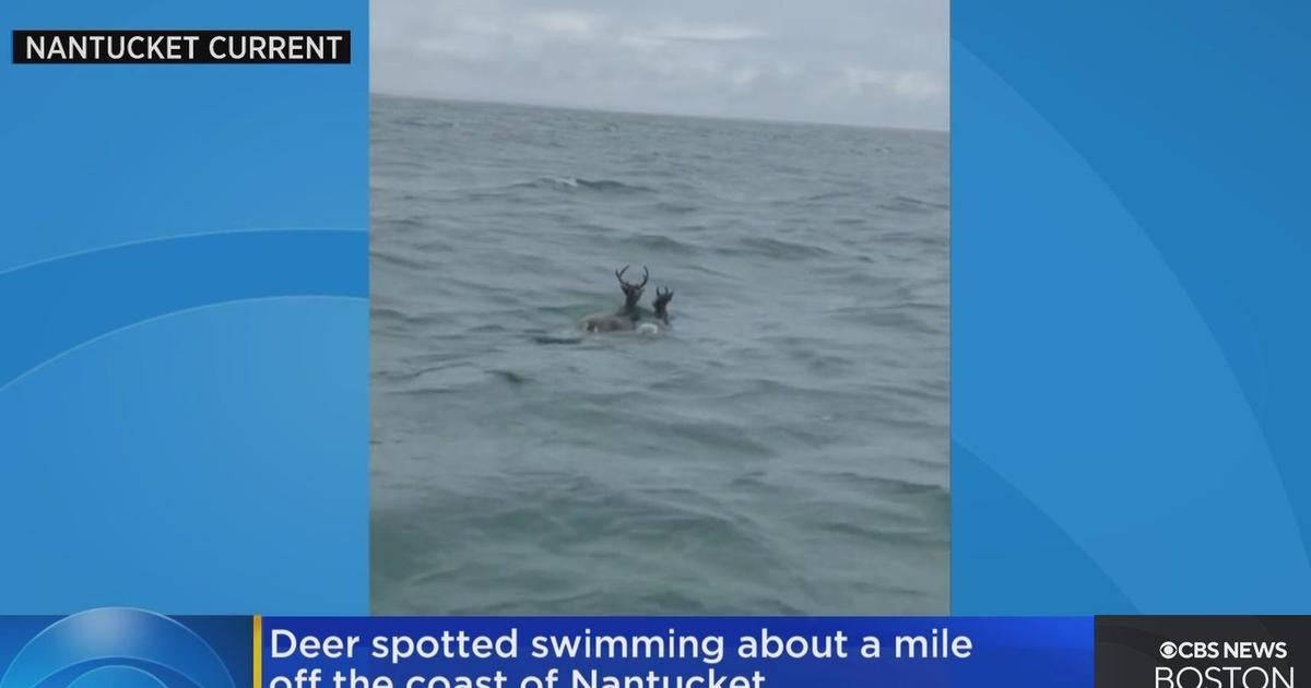 Deer spotted swimming a mile off the coast of Nantucket - CBS Boston