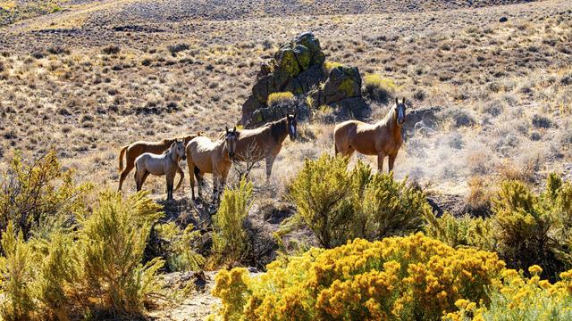Nevada, Black Rock Desert, Herd of Wild Horses 
