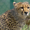 Cheetahs reintroduced in India after 70-year absence