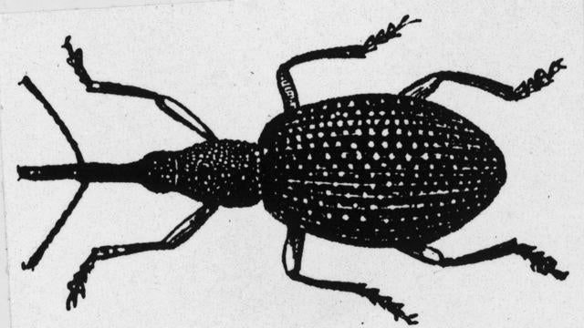 bollweevil-1298189-640x360.jpg 