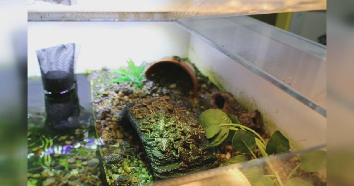 Long Beach Aquarium releasing endangered frogs back into wild - Vimarsana News