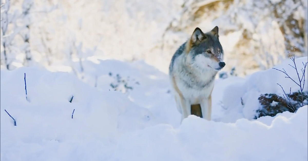 Public Comment Heard On Wolf Reintroduction Plan In Colorado - CBS Colorado