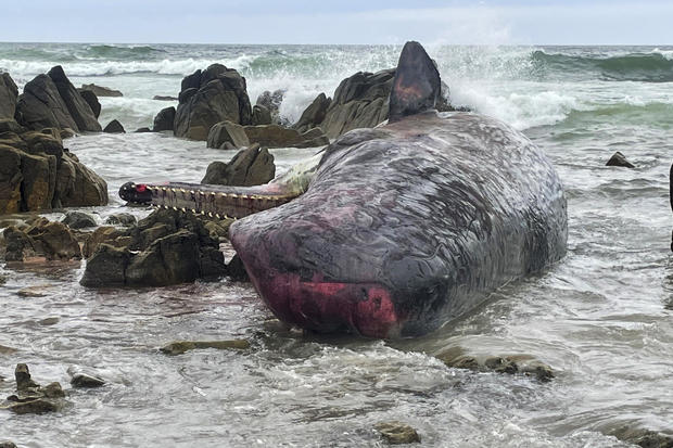 14 young sperm whales found dead, beached on an Australian island