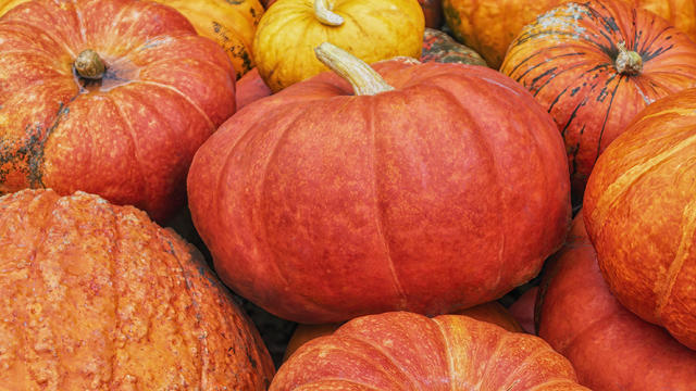 Background of cute pumpkins on a pumpkin patch 