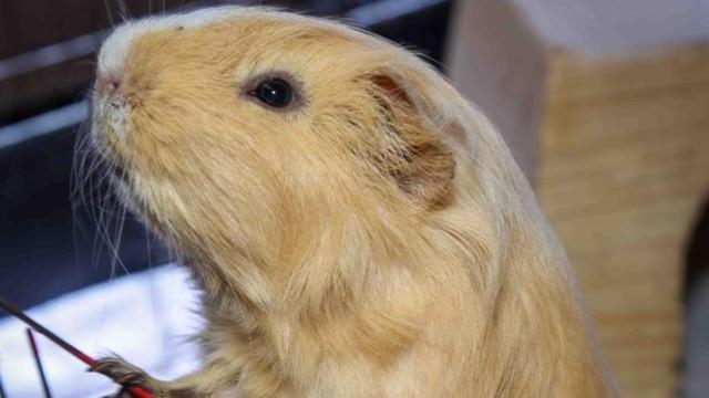 alvin-is-a-three-year-old-guinea-pig-with-a-curious-personality-credit.jpg 