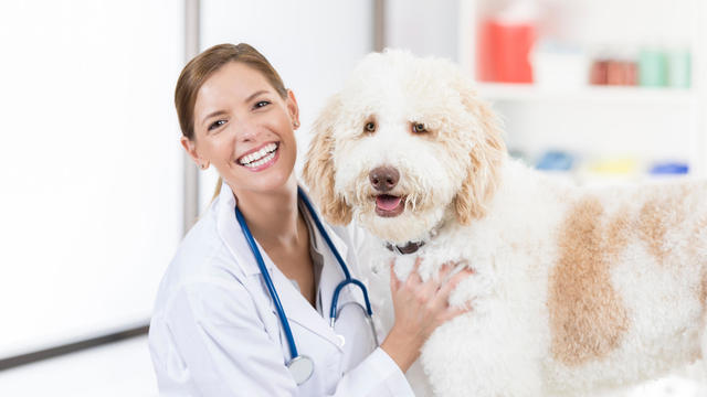 Beautiful female veterinarian poses for camera with Goldendoodle patient 