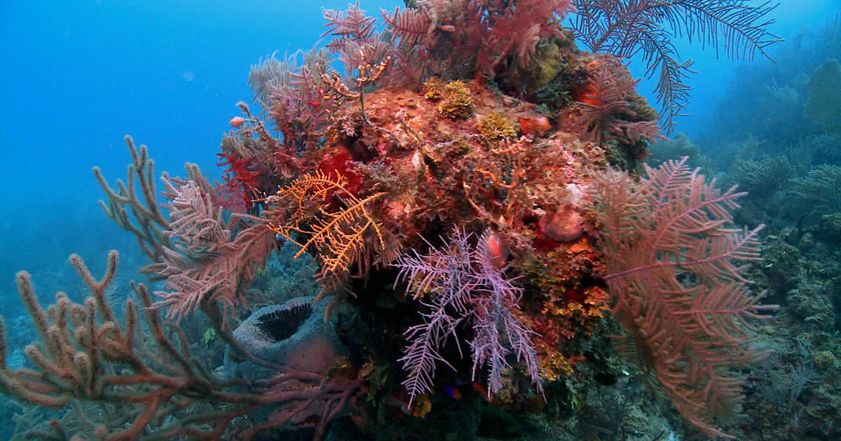 Cuba’s coral reefs are explored in 2011
