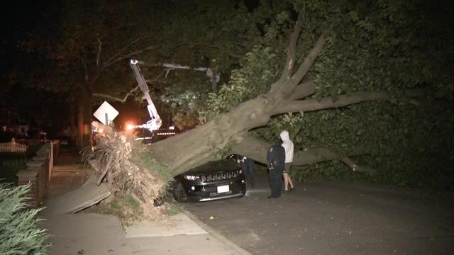 A large tree lays across a street, resting on a parked car. 
