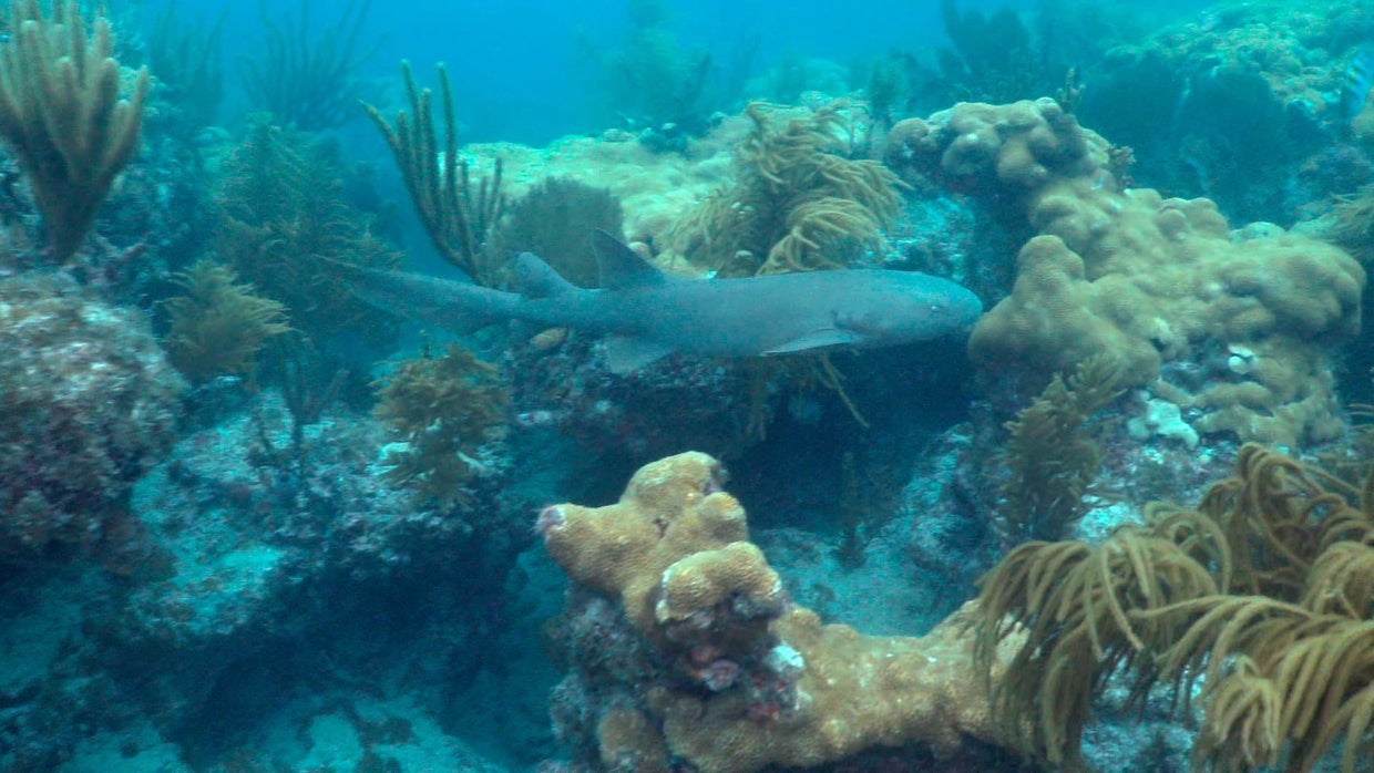 New innovations attempting to rescue coral reefs - 60 Minutes - CBS News