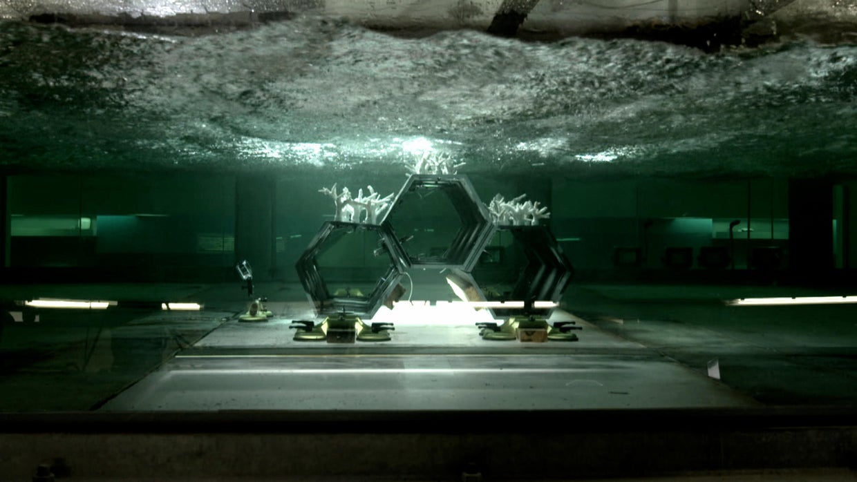New innovations attempting to rescue coral reefs - 60 Minutes - CBS News