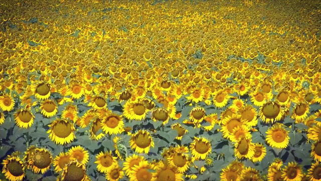 sunflowers-1319102-640x360.jpg 