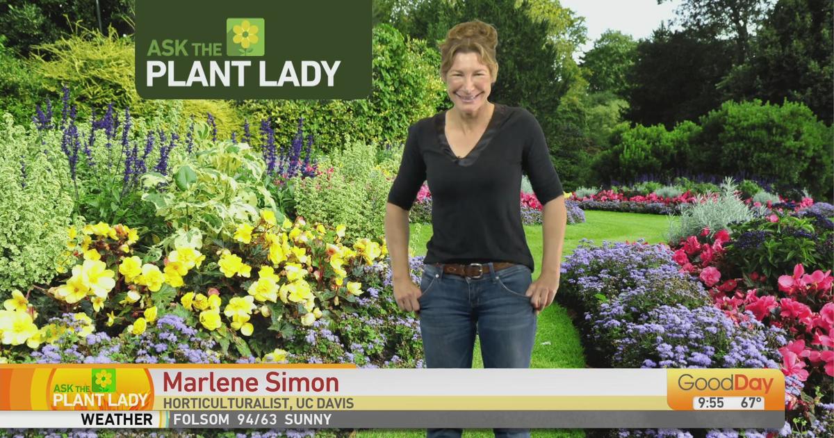 The Plant Lady 9am Pt 2 Good Day Sacramento