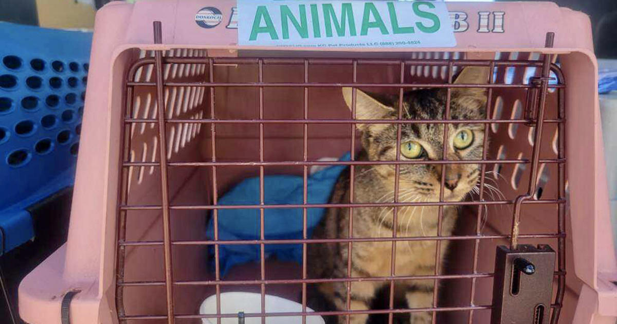 Cats evacuated from Florida shelters land in Massachusetts ahead of Hurricane Ian