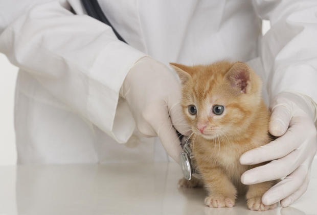 Veterinarian hands examining kitten 