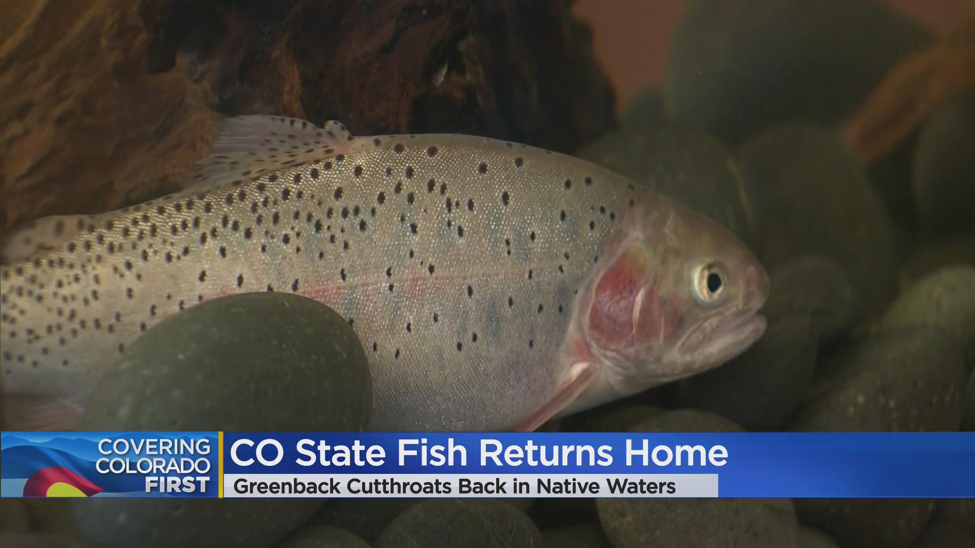 Colorado State Fish