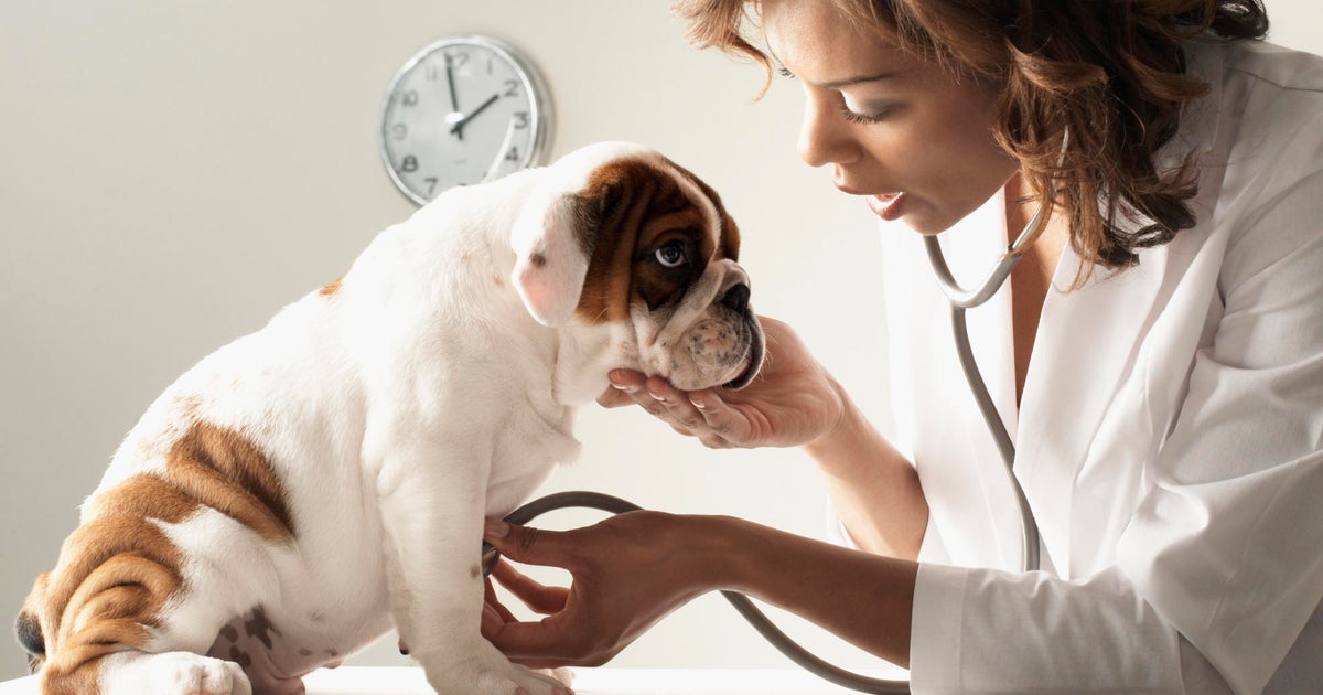 4 ways to get cheap pet insurance