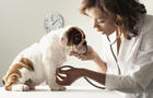 Mixed Race female veterinarian examining puppy 