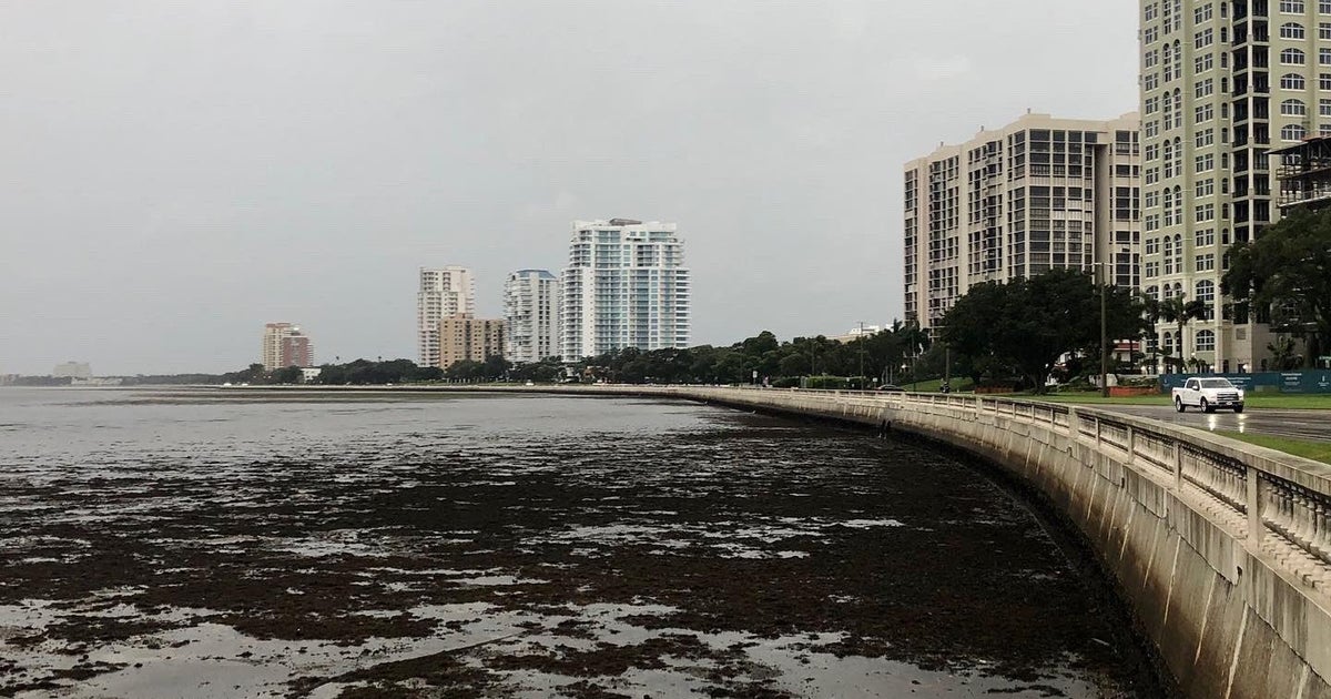 Blowout Tide' Pushes Water Out Of Tampa Bay - Videos from The