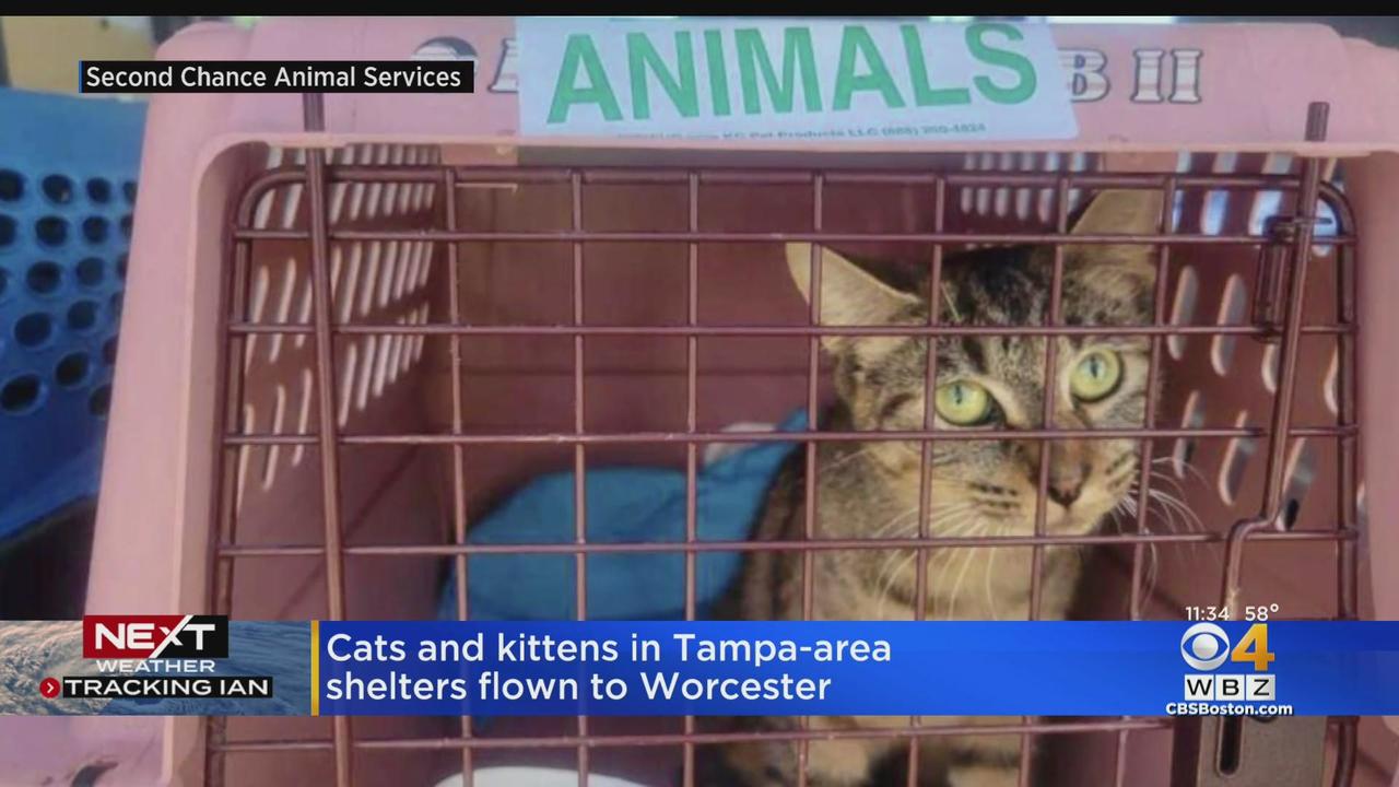 Cats evacuated from Florida shelters land in Massachusetts ahead of  Hurricane Ian - CBS Boston