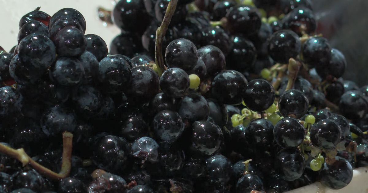 Baltimore winery forced to pick tons of grapes to avoid damage by