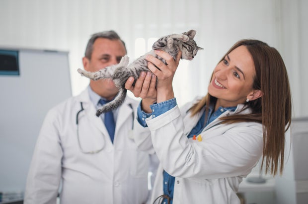 Cute cat at clinic 