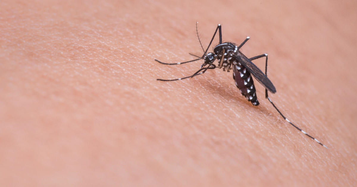 Invasive "ankle-biter" mosquitos plaguing Southern Californians