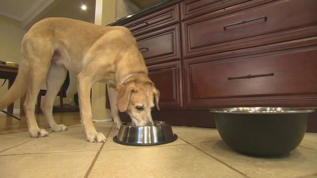 cbs3-pet-project-raw-or-cooked-dog-food.jpg 