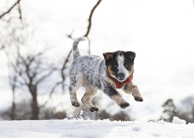 Nine week-old Wazzi, an Australian Cattle Dog, plays in the snow while walking with his owner Hayley Charest at Deering Oaks Park on Wednesday, March 25, 2020. Many people are bonding with their pets to help them cope with stress caused by the coronavirus crisis, and also helping them cope with challenges introduce by social distancing. 