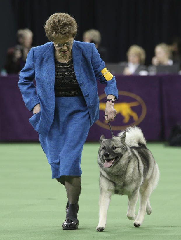 A Norwegian elkhound is shown in the ring during the Hound group competition during the 140th Westminster Kennel Club dog show, Monday, Feb. 15, 2016, at Madison Square Garden in New York. 