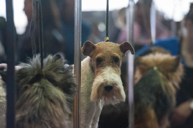 A Wire Fox Terrier waits with other dogs in the grooming area on the second day of the 140th annual Westminster Kennel Club dog show on February 16, 2016 in New York City. The dog competition culminates in the naming of the dog that is "Best in Show." 