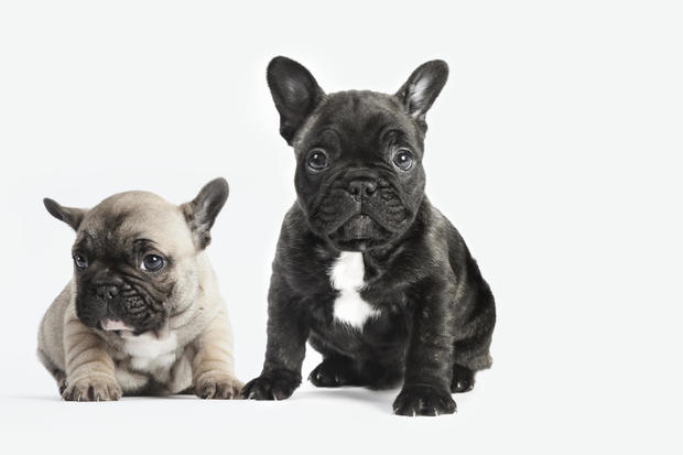 Puppies sit together on a white background 