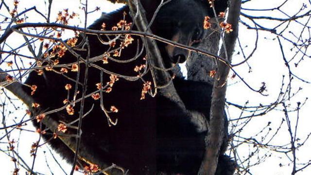 black-bear-maryland-dnr.jpg 