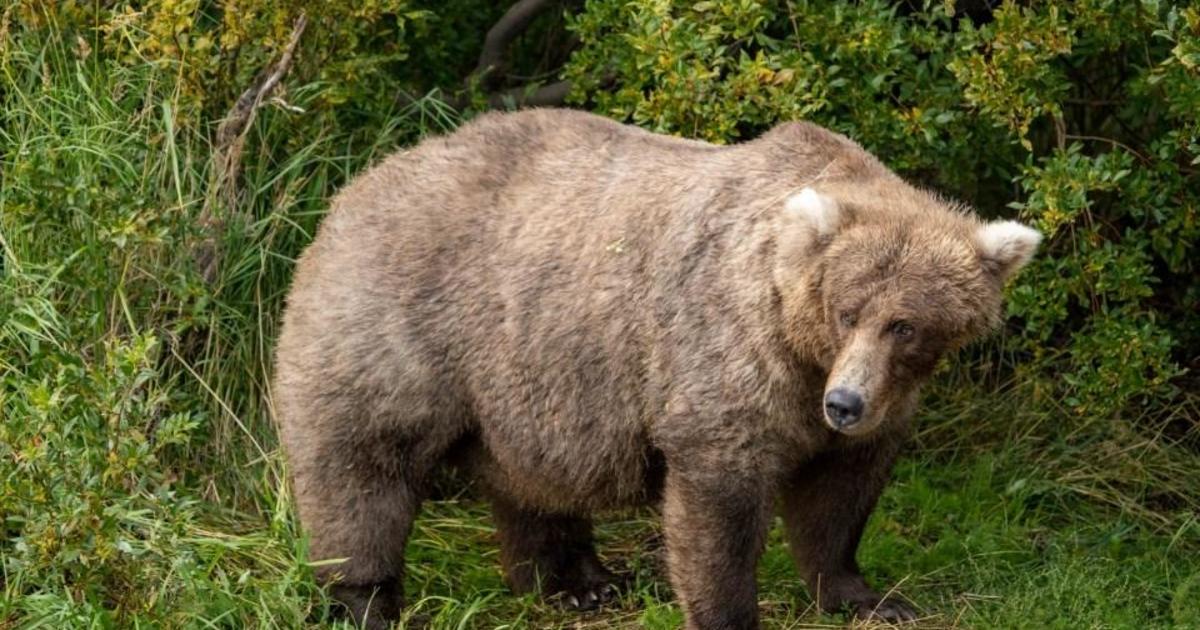 Fat Bear Week 2022 is here. Meet this year's contenders