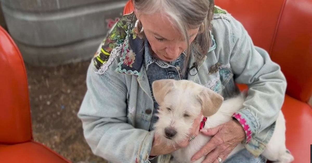 New lease on life: Oakland animal shelter uses the power of touch to calm traumatized dogs