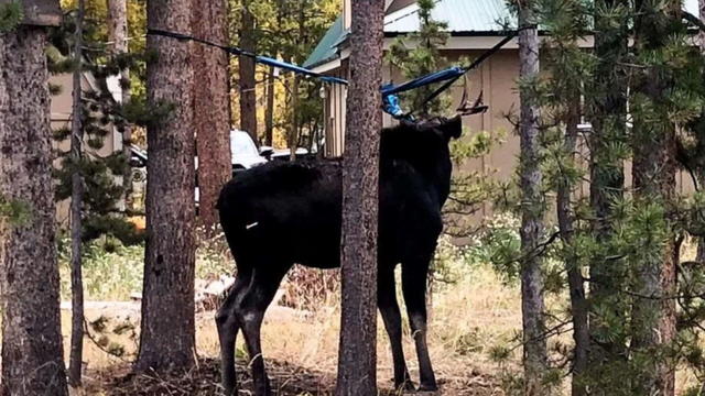 young-bull-moose-rescue-4vo-transfer-frame-0.jpg 