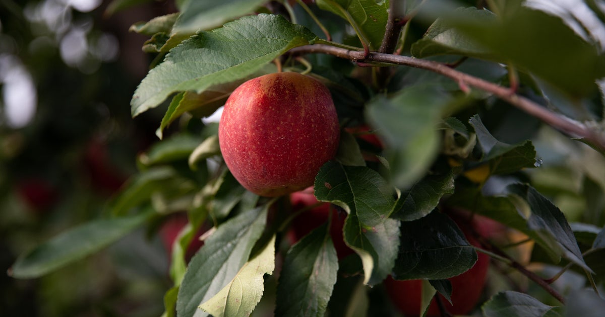 Bobbing for Spiked Apples