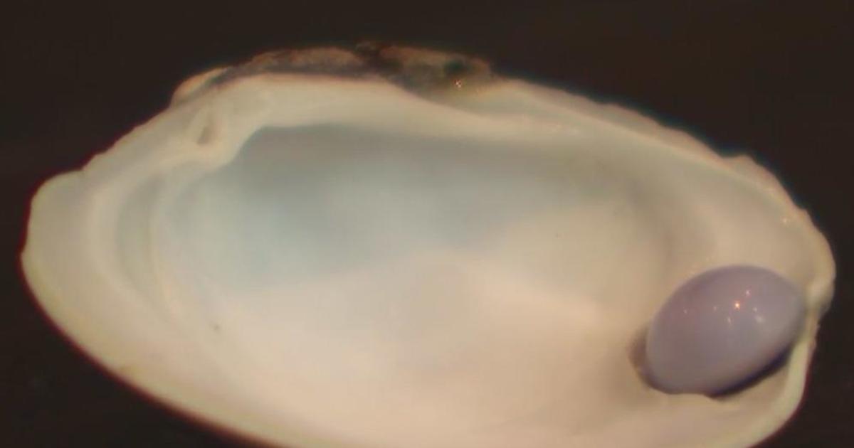 Appraisal for rare lavender pearl found at Delaware restaurant comes back