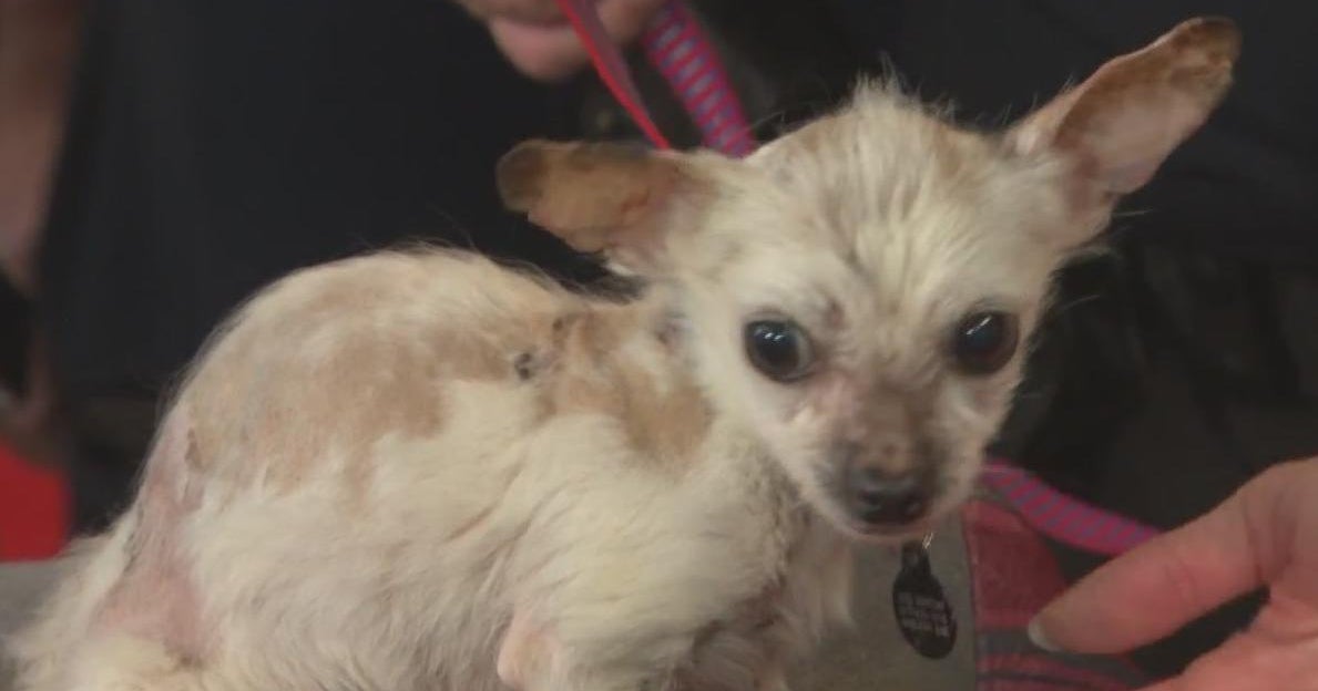 Abandoned puppy found in Malden recovered, almost ready for adoption